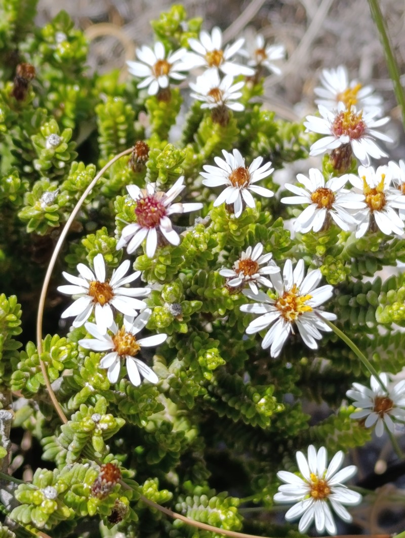 Linochilus parvifolius photo 2
