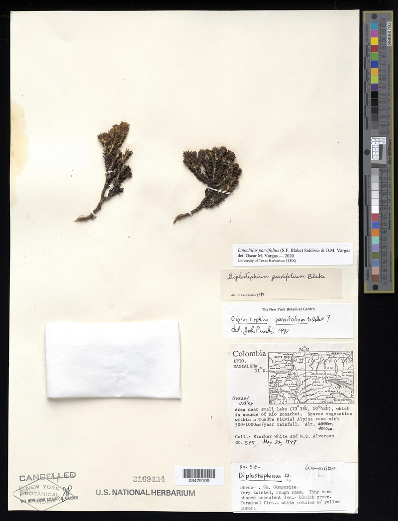 Linochilus parvifolius photo 3