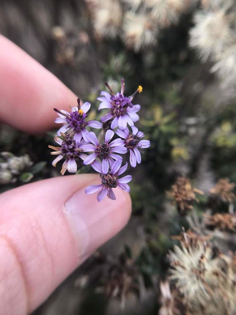 Linochilus phylicoides