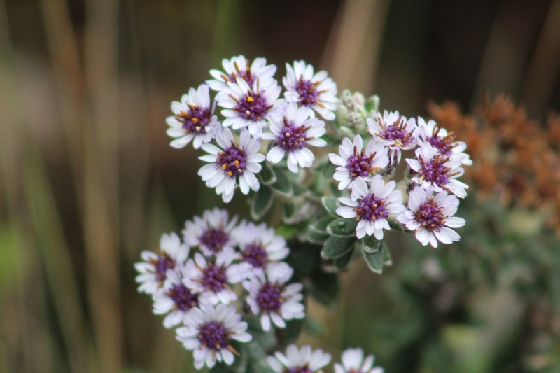 Linochilus phylicoides photo 2