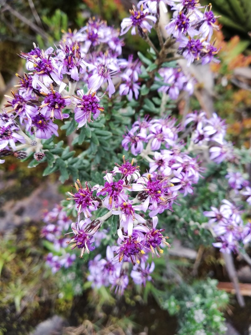 Linochilus phylicoides photo 3
