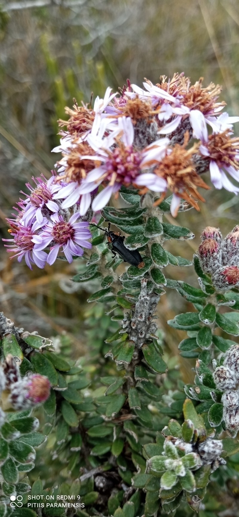 Linochilus phylicoides photo 4
