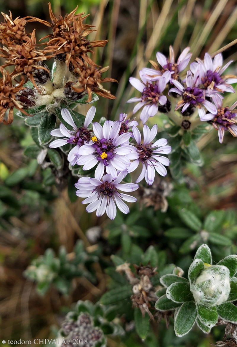 Linochilus phylicoides photo 5