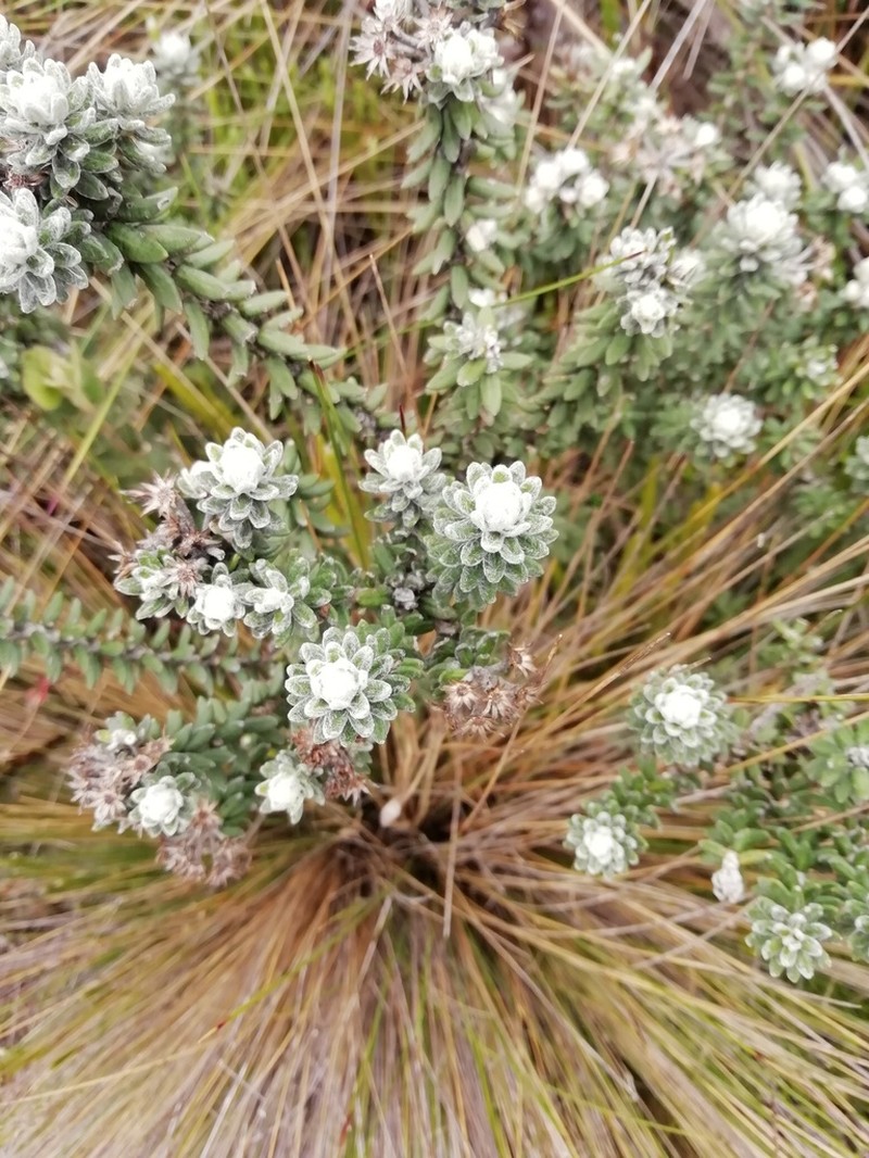 Linochilus phylicoides photo 6