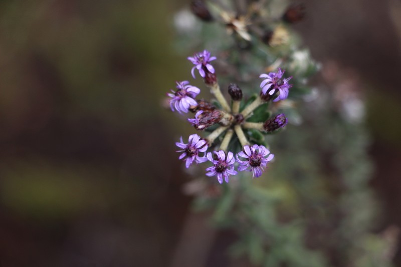 Linochilus phylicoides photo 7