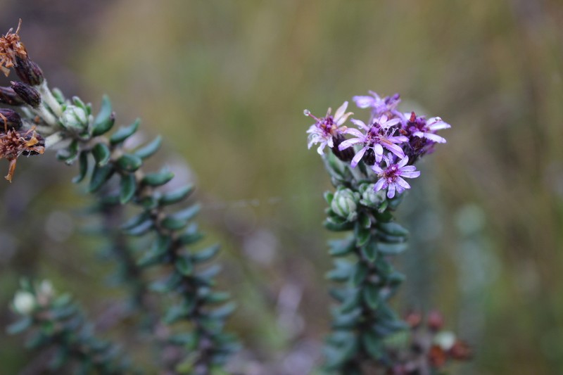 Linochilus phylicoides photo 8