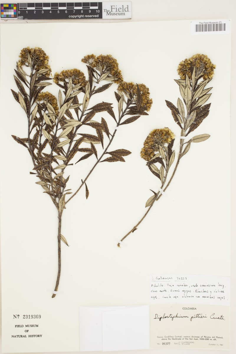 Linochilus pittieri