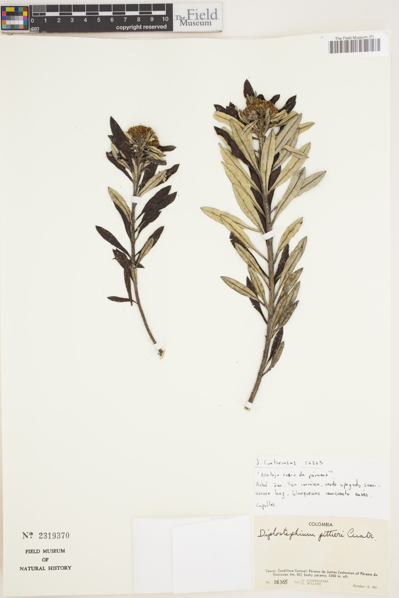 Linochilus pittieri photo 2
