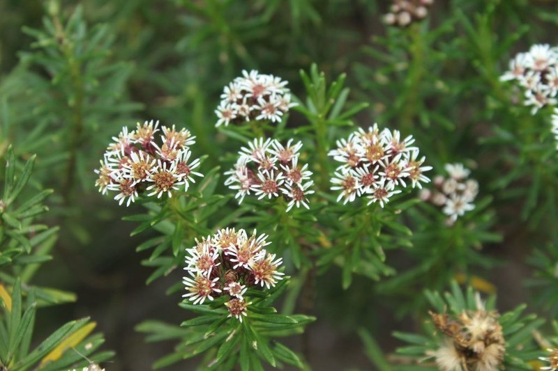 Linochilus revolutus