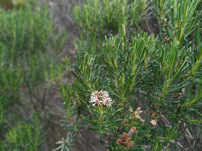 Linochilus revolutus photo 2