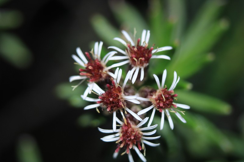 Linochilus revolutus photo 3
