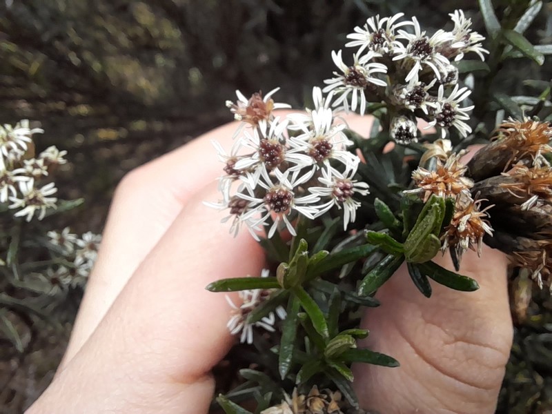 Linochilus revolutus photo 5