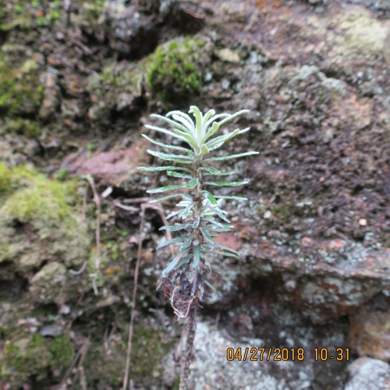 Linochilus revolutus photo 8