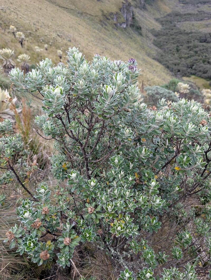 Linochilus rhododendroides photo 2