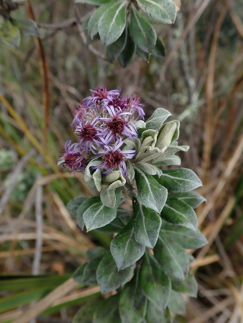 Linochilus rhododendroides photo 3