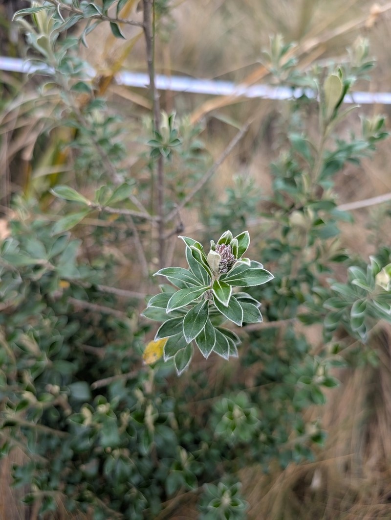 Linochilus rhododendroides photo 4