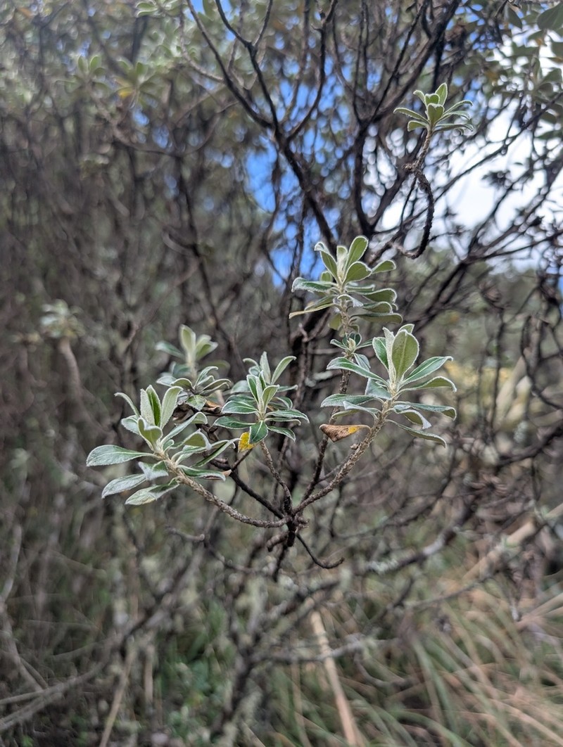 Linochilus rhododendroides photo 6