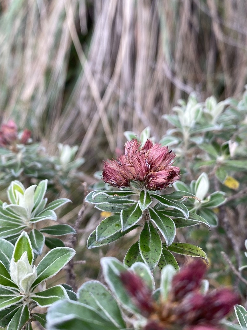 Linochilus rhododendroides photo 7