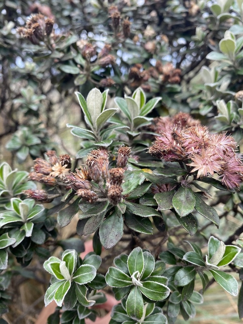 Linochilus rhododendroides photo 8
