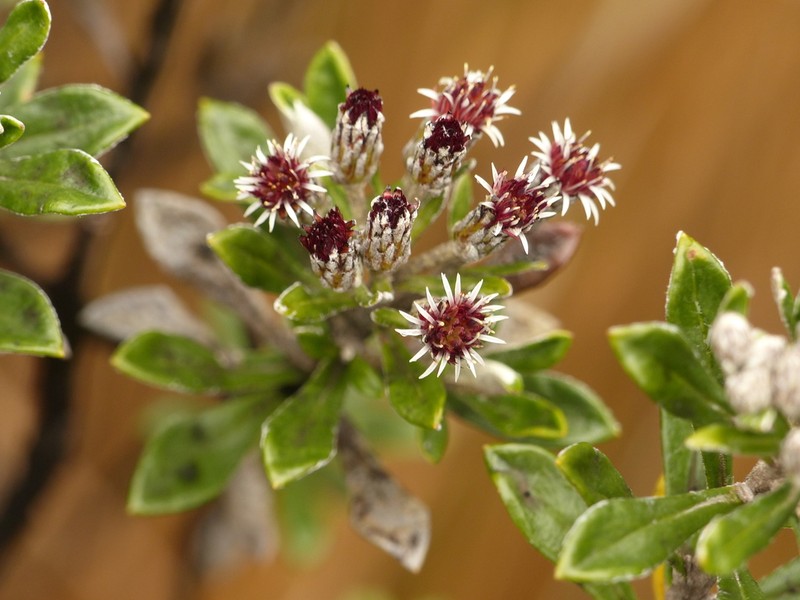 Linochilus rhomboidalis