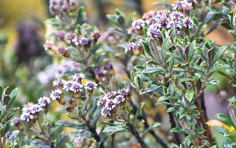 Linochilus rhomboidalis photo 2