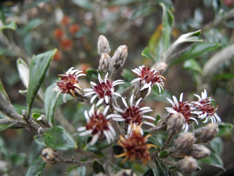 Linochilus rhomboidalis photo 3