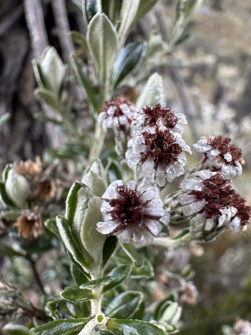 Linochilus rhomboidalis photo 4
