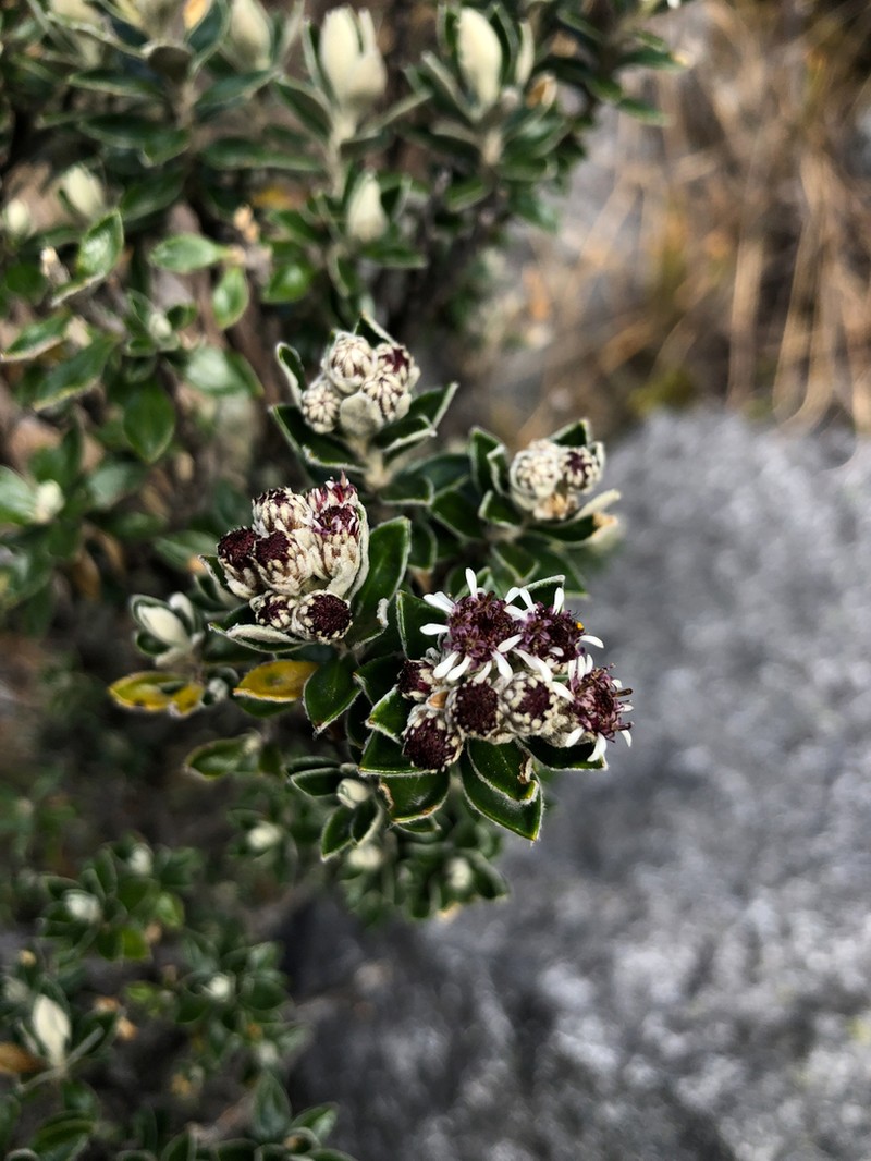 Linochilus rhomboidalis photo 5