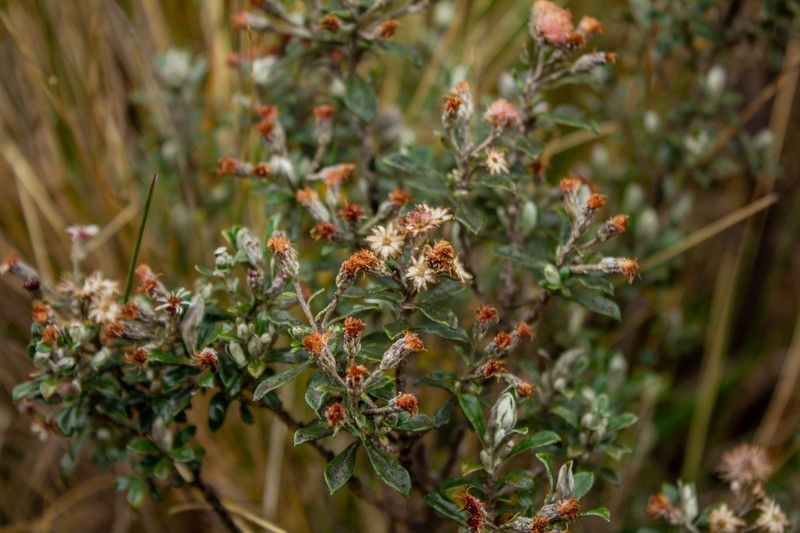Linochilus rhomboidalis photo 6