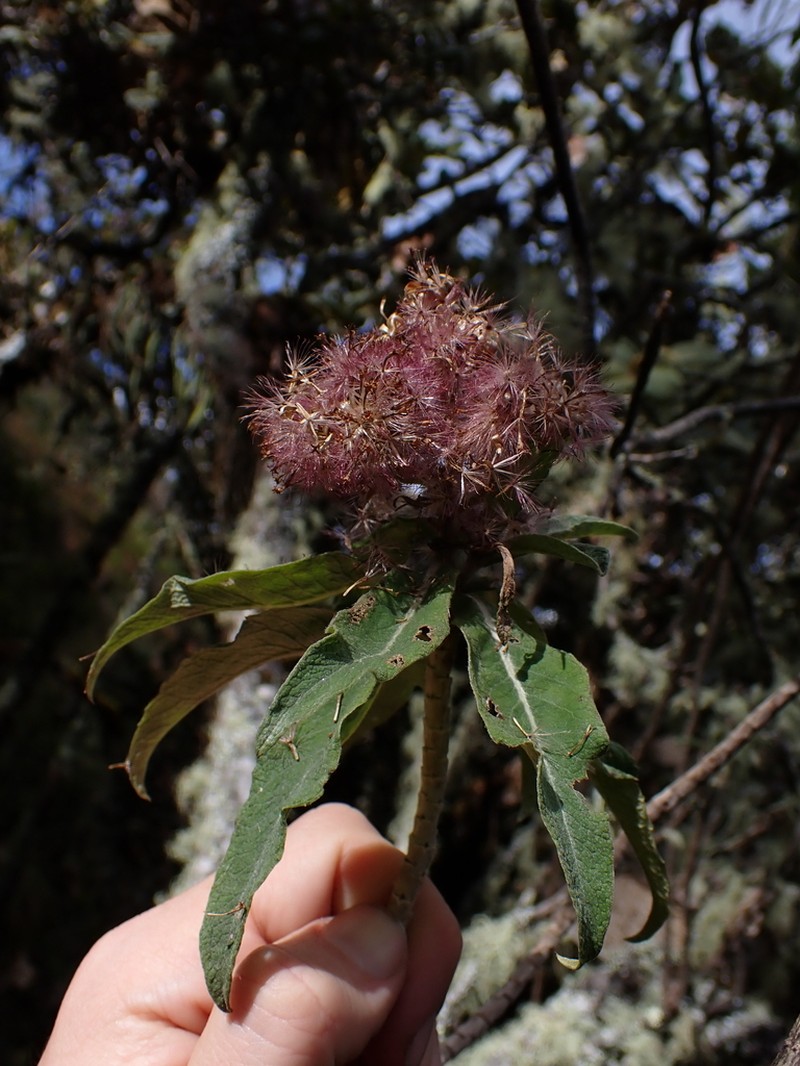 Linochilus romeroi