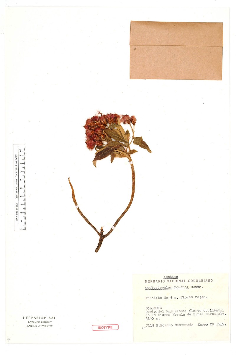 Linochilus romeroi photo 2
