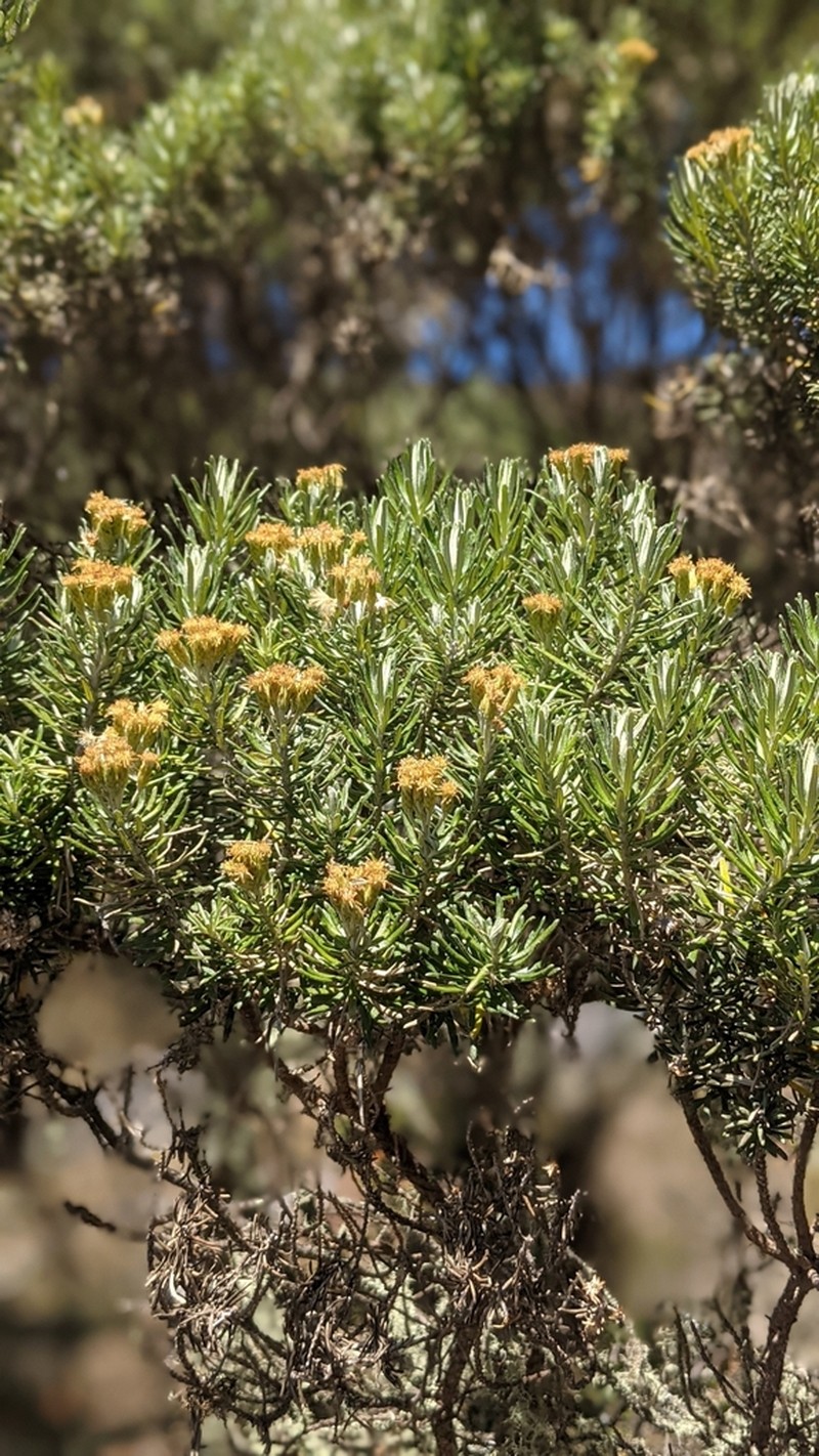Linochilus rosmarinifolius