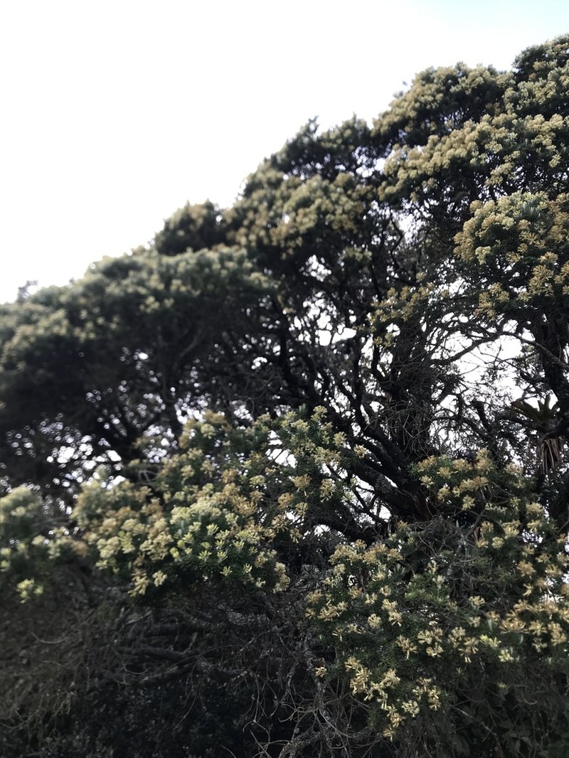 Linochilus rosmarinifolius photo 2