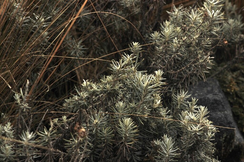 Linochilus rosmarinifolius photo 3