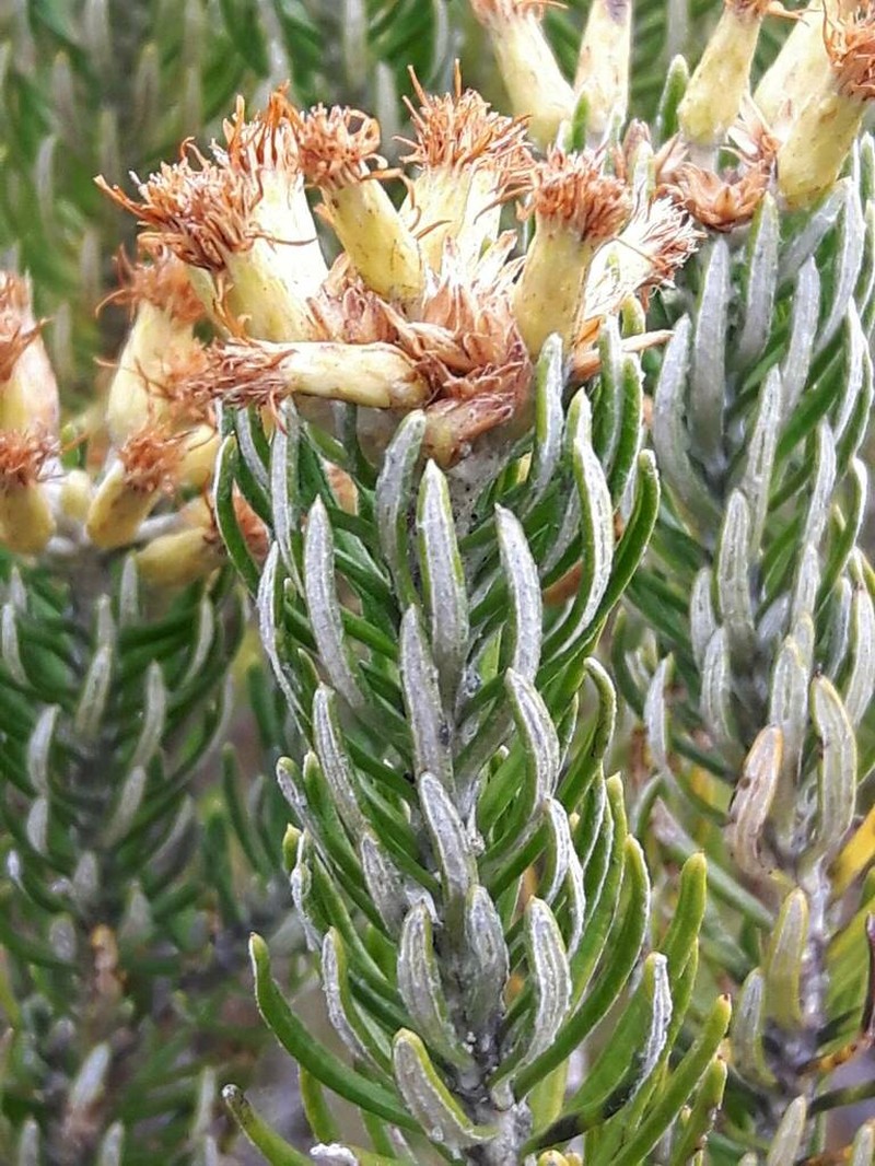 Linochilus rosmarinifolius photo 4