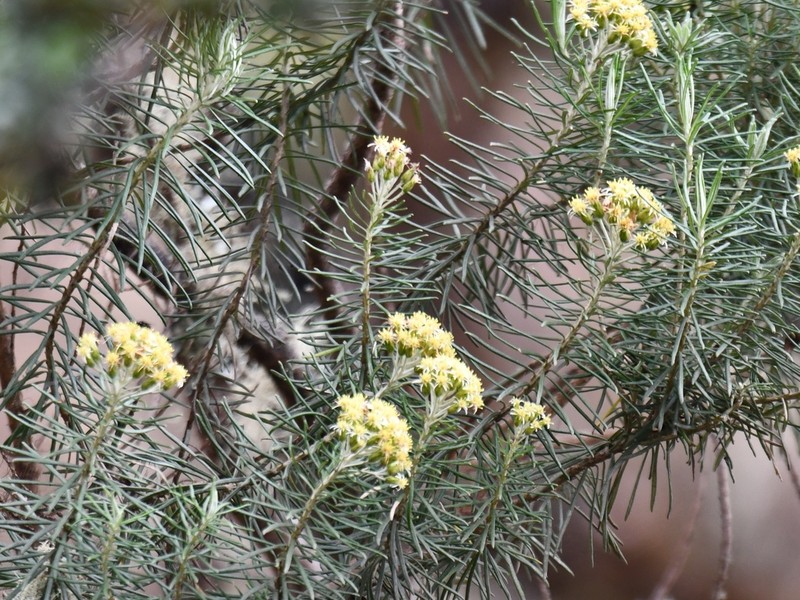 Linochilus rosmarinifolius photo 6