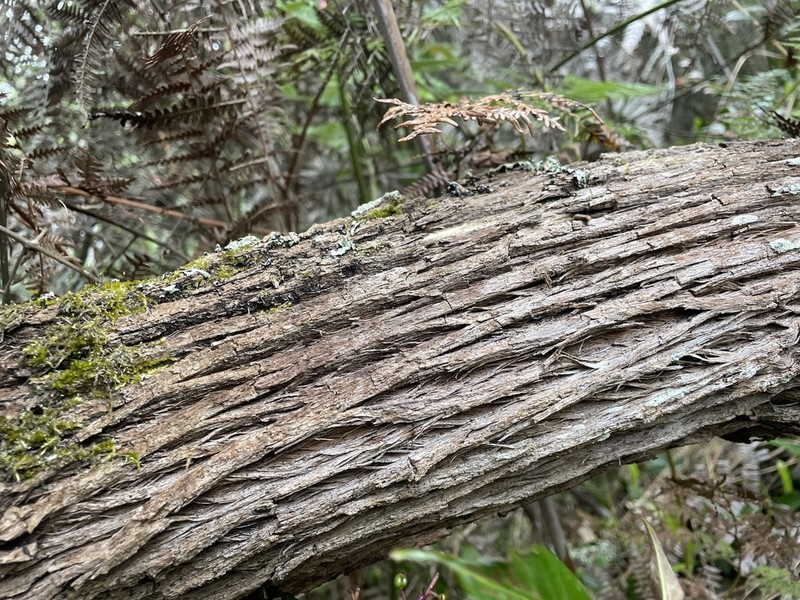 Linochilus rosmarinifolius photo 7