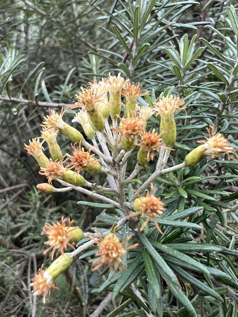 Linochilus rosmarinifolius photo 8