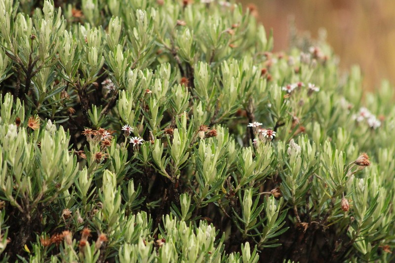 Linochilus rupestris
