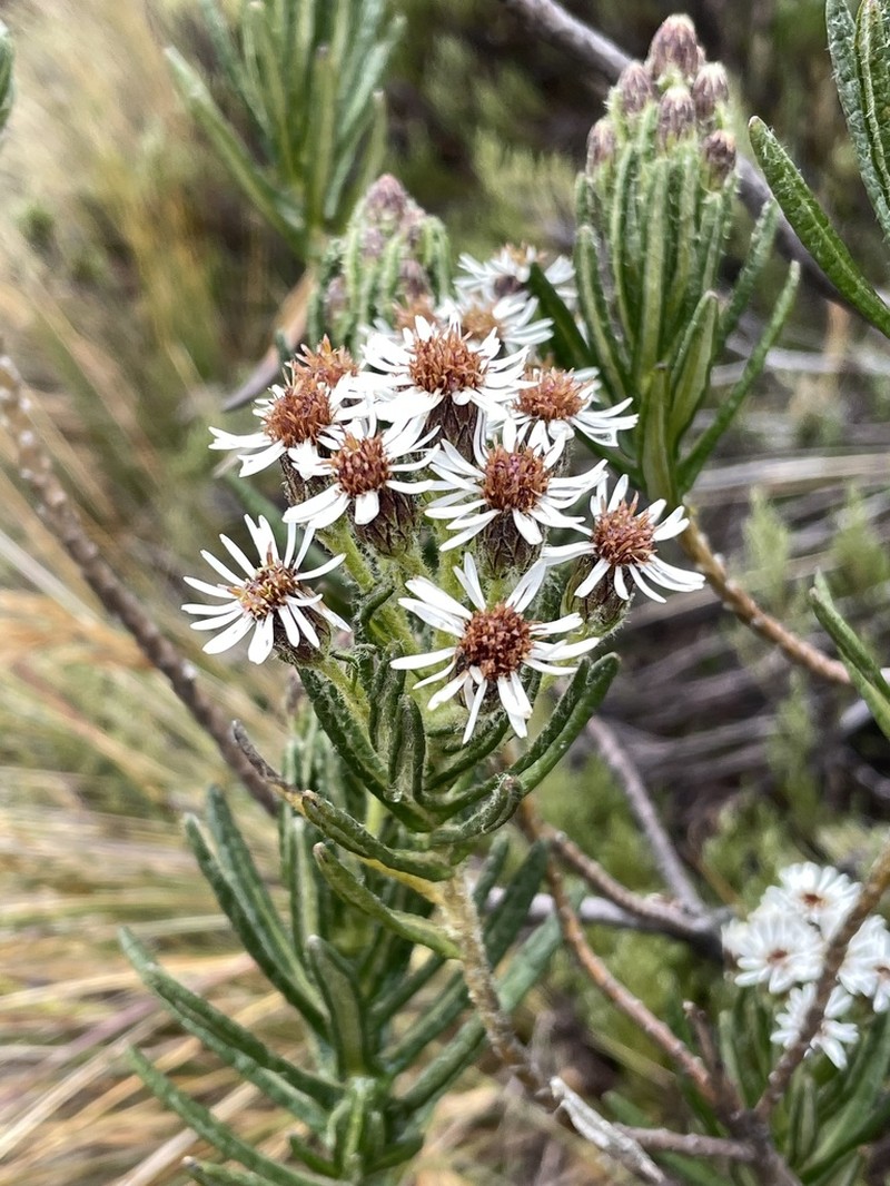 Linochilus rupestris photo 4