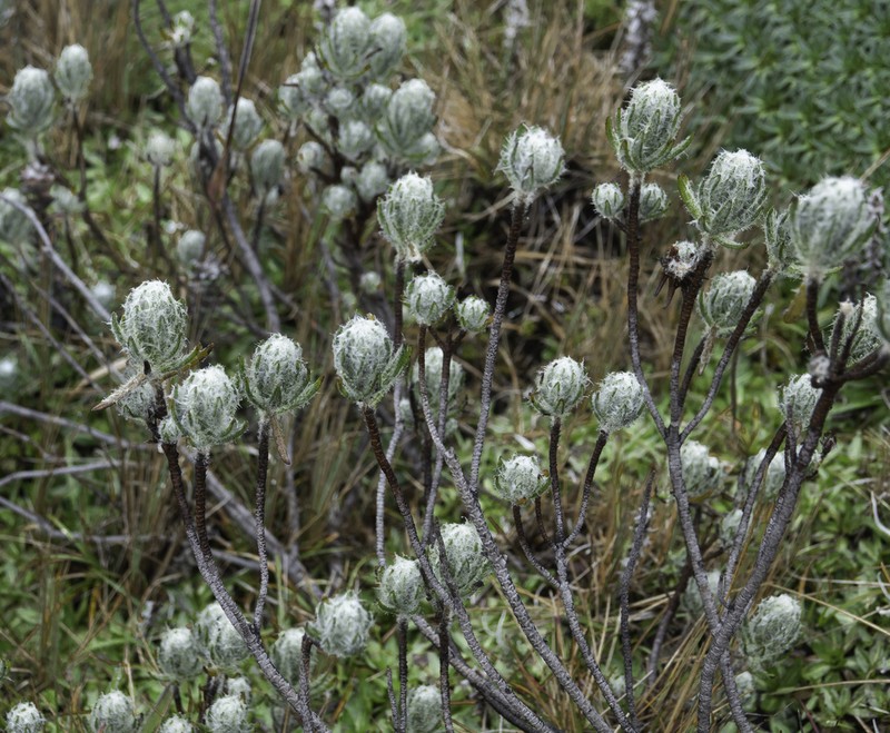 Linochilus rupestris photo 5