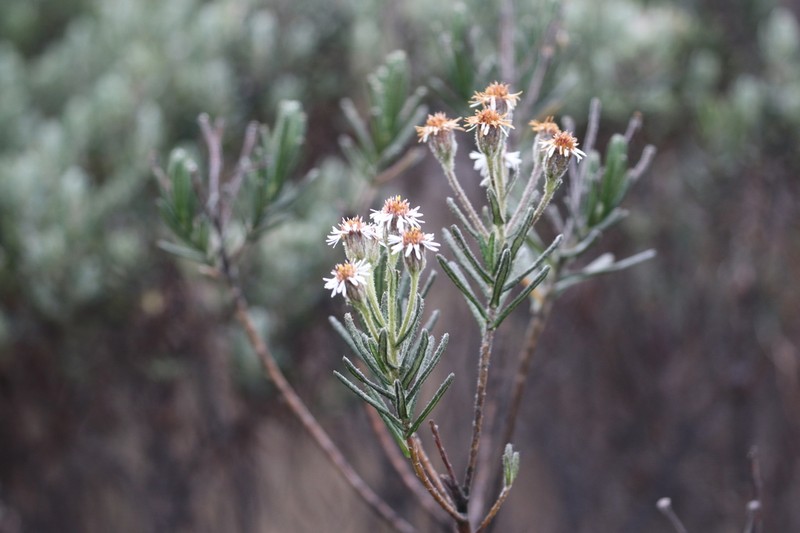 Linochilus rupestris photo 6