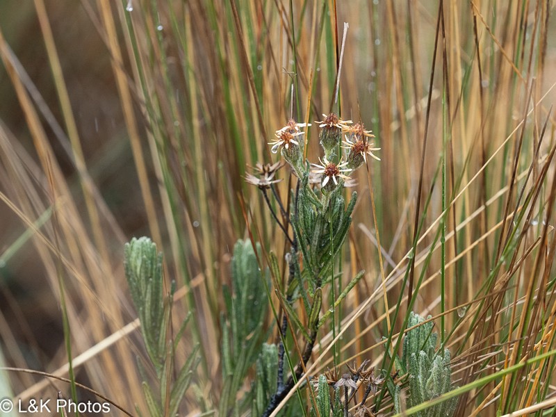 Linochilus rupestris photo 7
