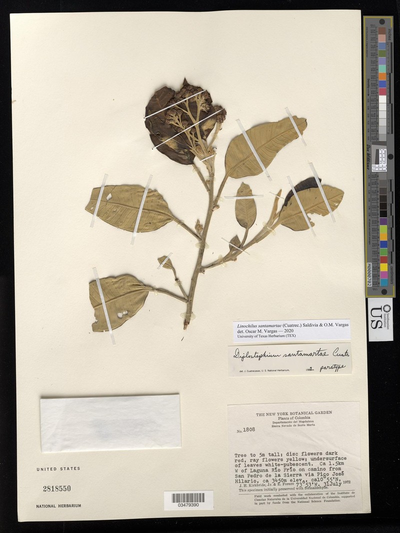 Linochilus santamartae