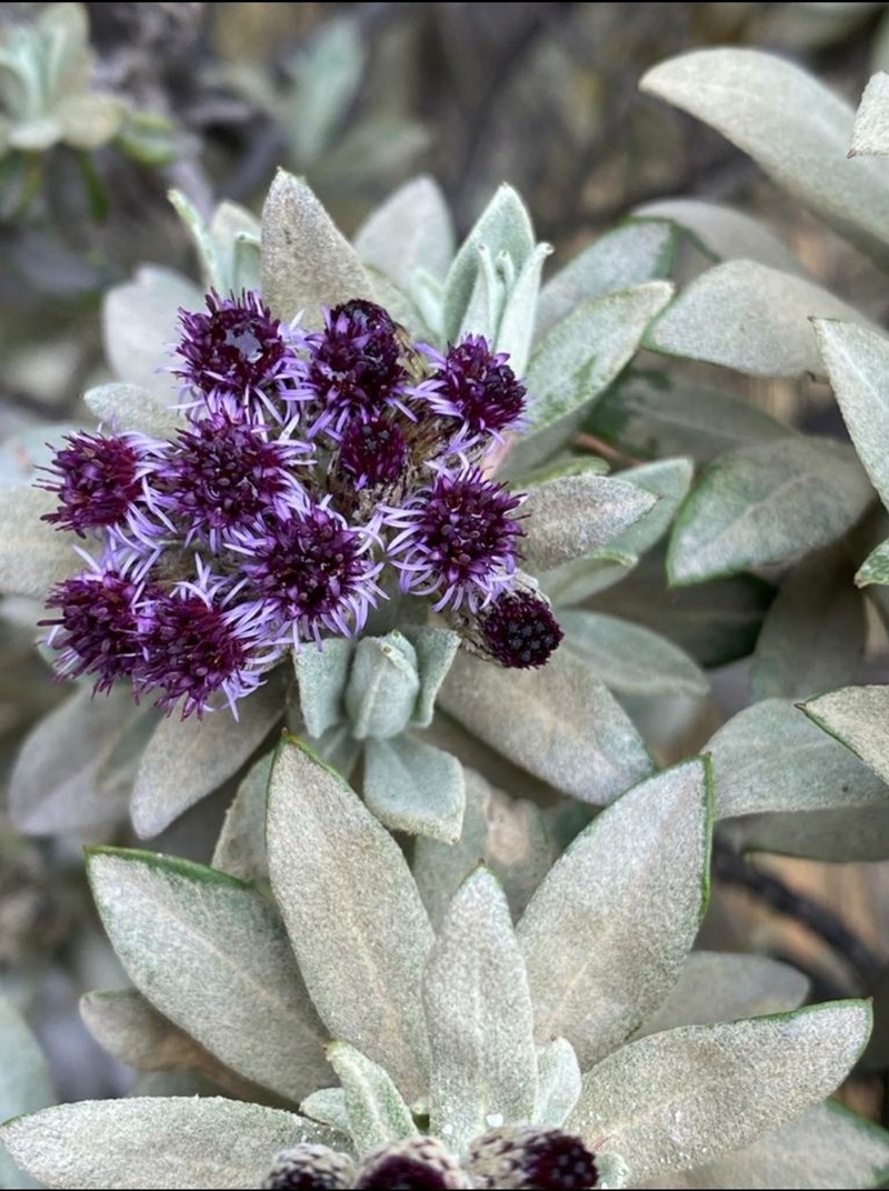 Linochilus schultzii photo 5