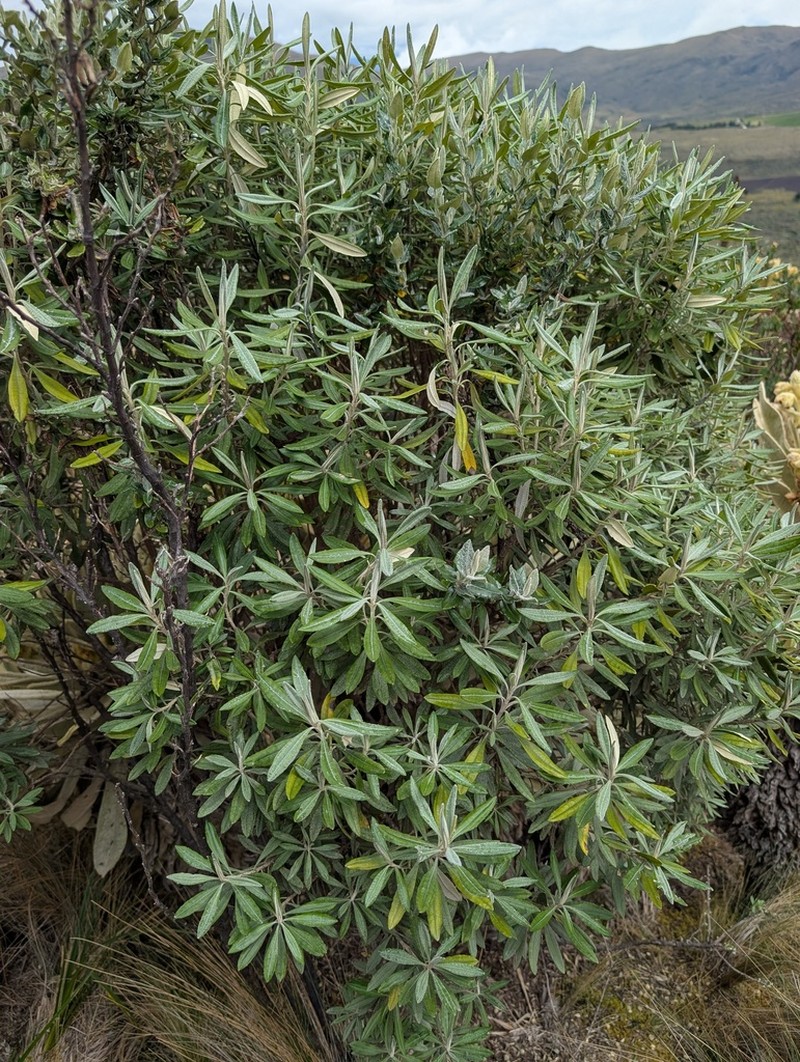 Linochilus schultzii photo 6