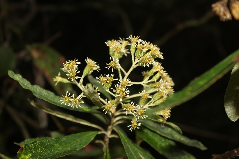 Linochilus tenuifolius photo 2