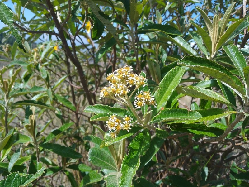 Linochilus tenuifolius photo 3