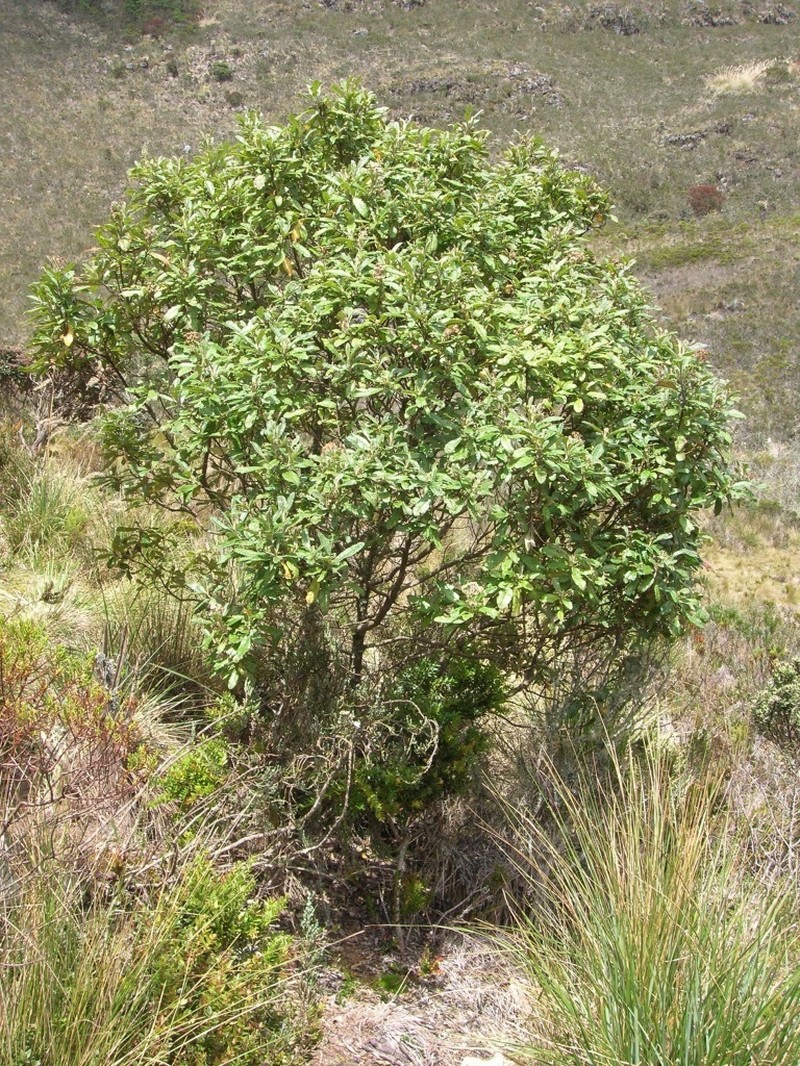 Linochilus tenuifolius photo 4