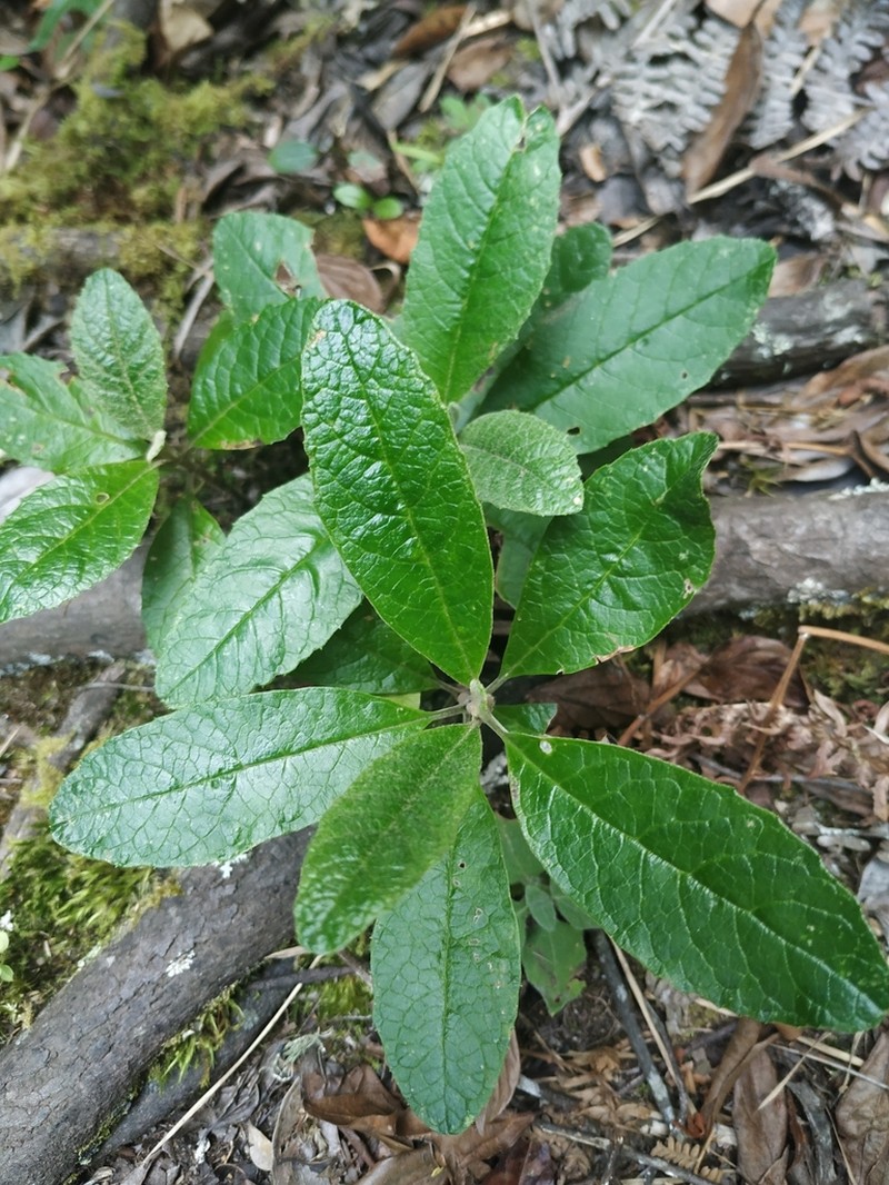 Linochilus tenuifolius photo 5